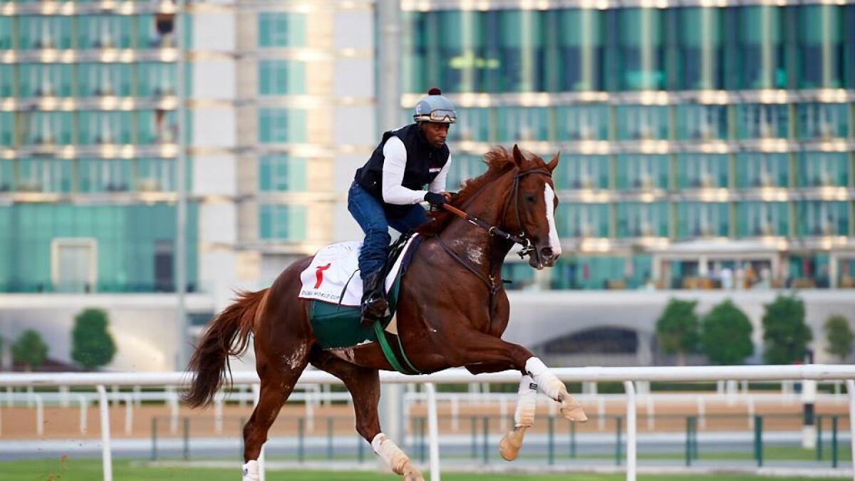 California Chrome leaps in the air during morning trackwork at Meydan. @WatkinsPhotos