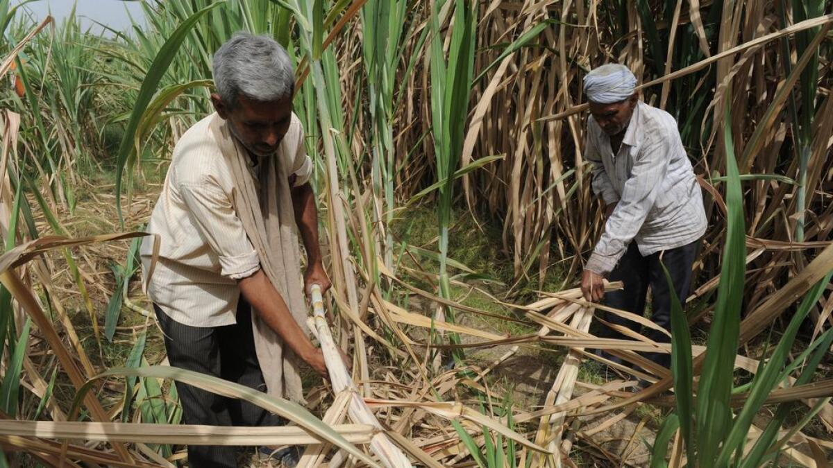 Indian mills are expected to struggle to export profitably, potentially boosting global sugar prices and allowing rival suppliers like Brazil, Thailand and Pakistan to increase their shipments.