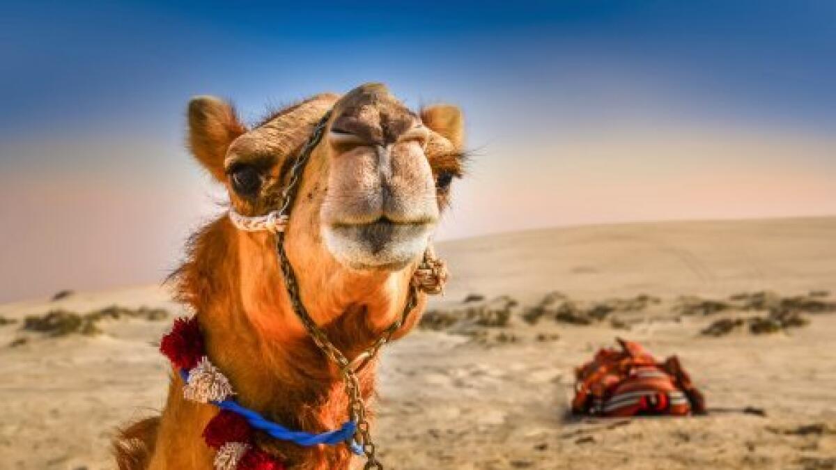 Grand camel wedding for Kallo in India