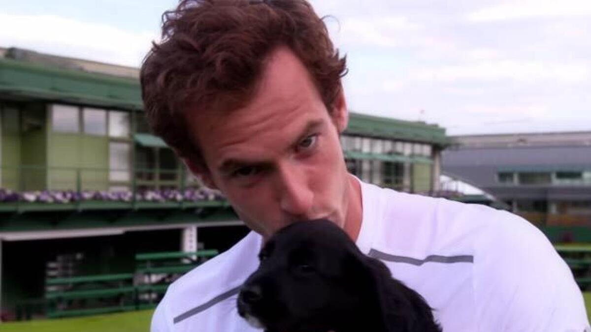Andy Murray with Wimbledon pups