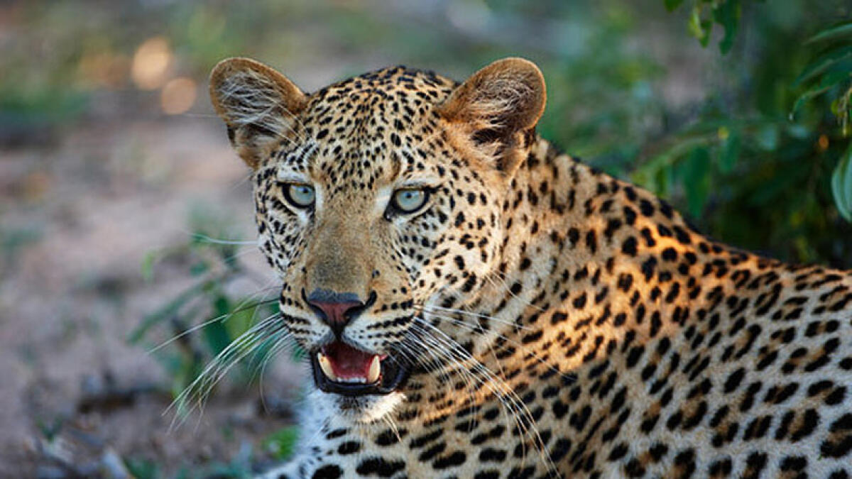 Watch: Leopard attacks Indian residents in Kerala
