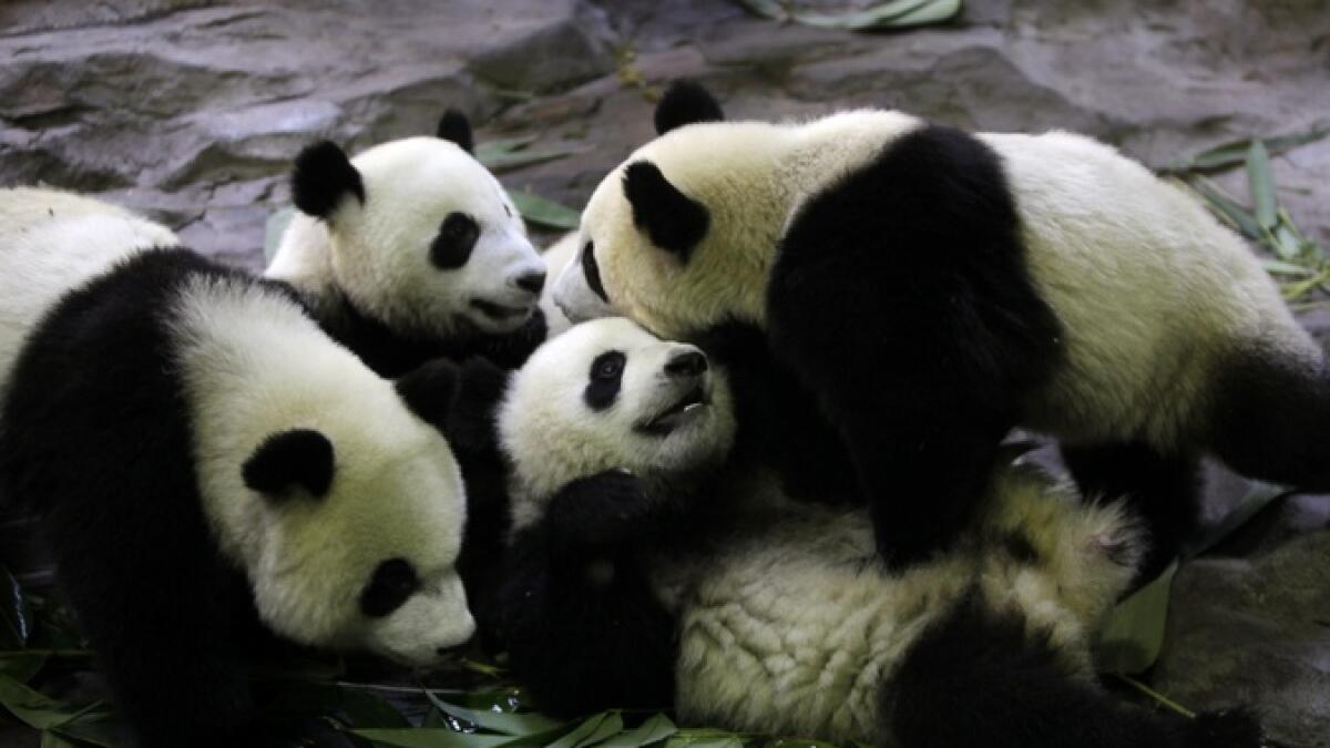 Female pandas travel miles to seek mates