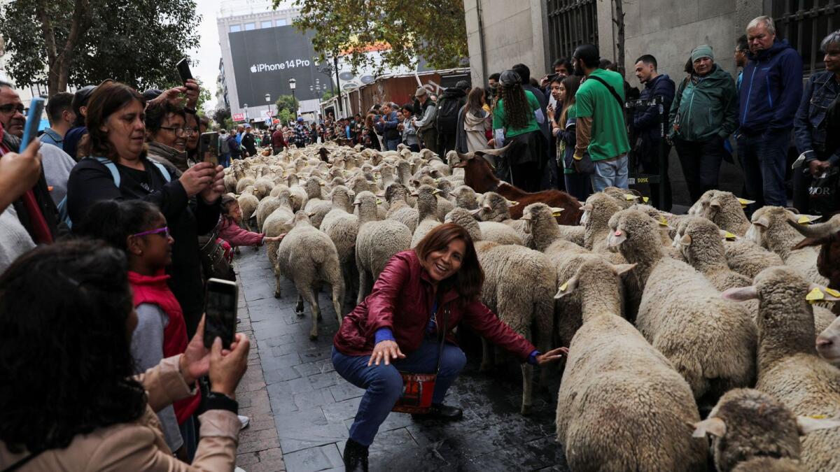 A woman poses for a photograph next to a flock during the annual sheep parade on the streets of Madrid, Spain, on Sunday. — Reuters