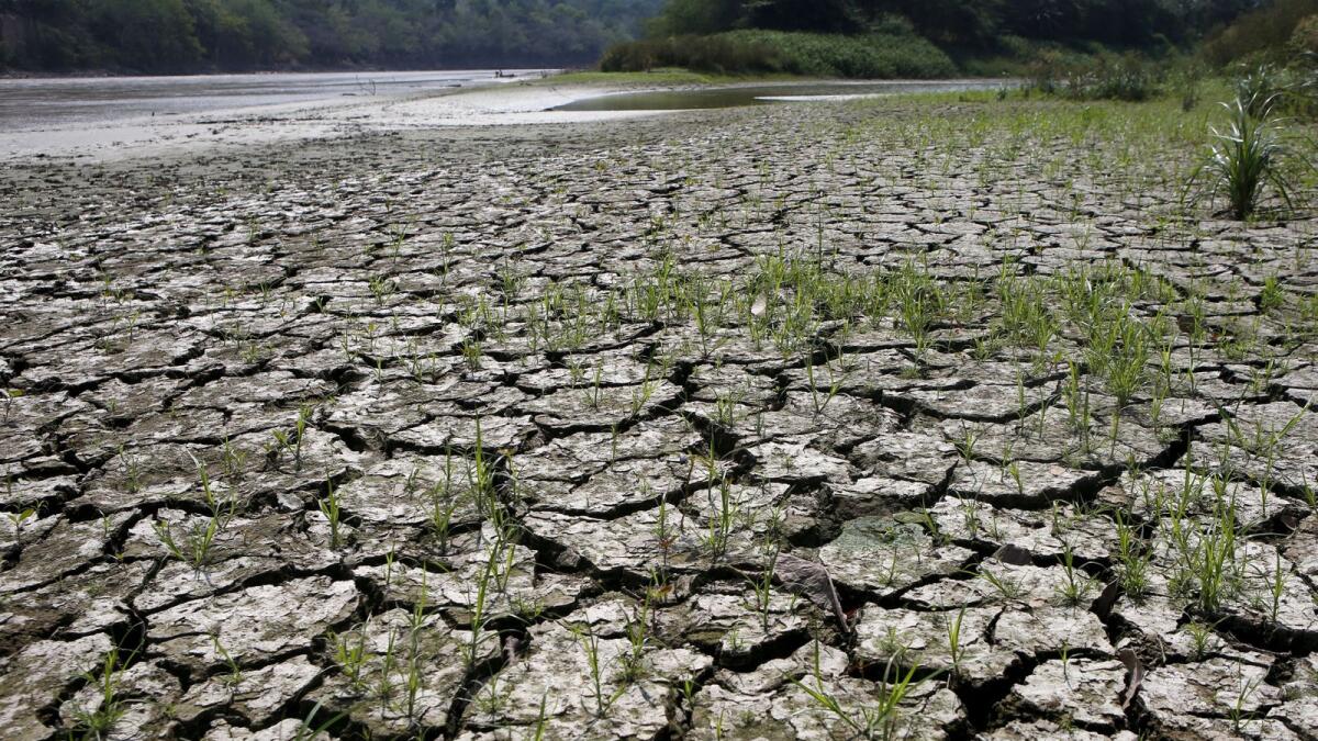While flooding and intense rain wreak havoc on several countries in Latin America, El Nino brings other harmful effects to Colombia with severe drought.  — Reuters file