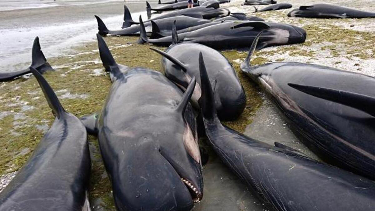 Photos: 300 whales dead in New Zealand
