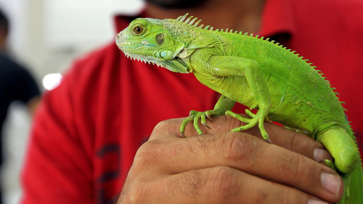 A pet tropical desert lizard at the newly-opened Birds and Pets Market in Al Warsan area, Dubai.