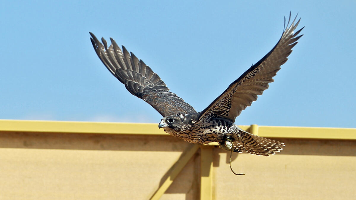 The Fazza Championship for Falconry, which started on January 4, is one of the most popular championships. It is being held in Ruwayyah area, Sheikh Mohammed bin Zayed Road, Dubai. Photo: Rahul Gajjar/Khaleej Times