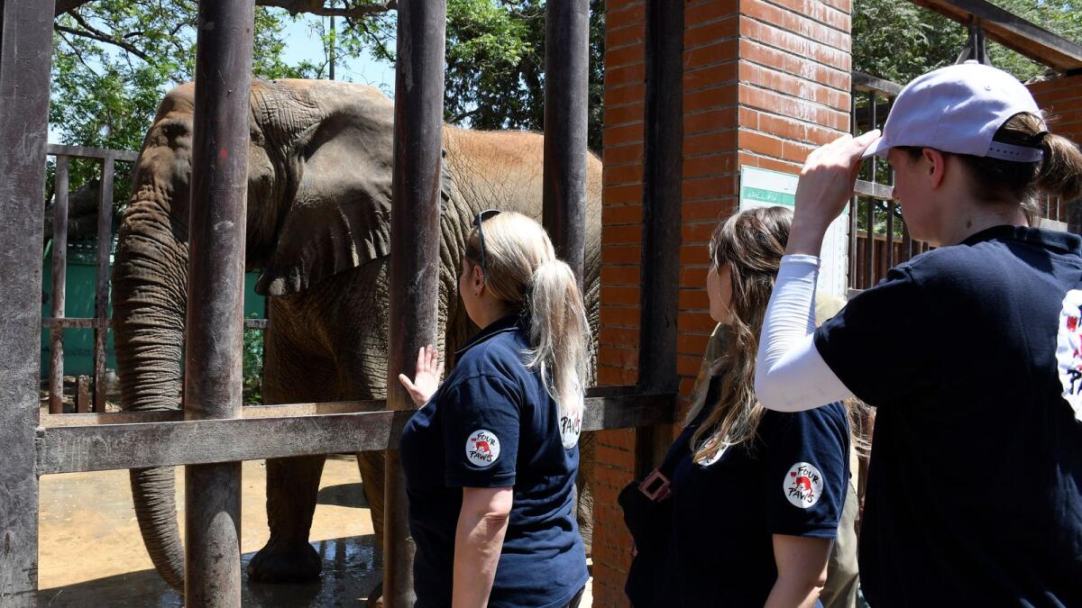 Veterinarians from the global animal welfare group, Four Paws, look at an elephant named Noor Jehan at Karachi Zoo. — AP