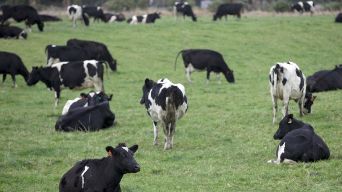 New Zealand to kill 150,000 cows to end bacterial disease