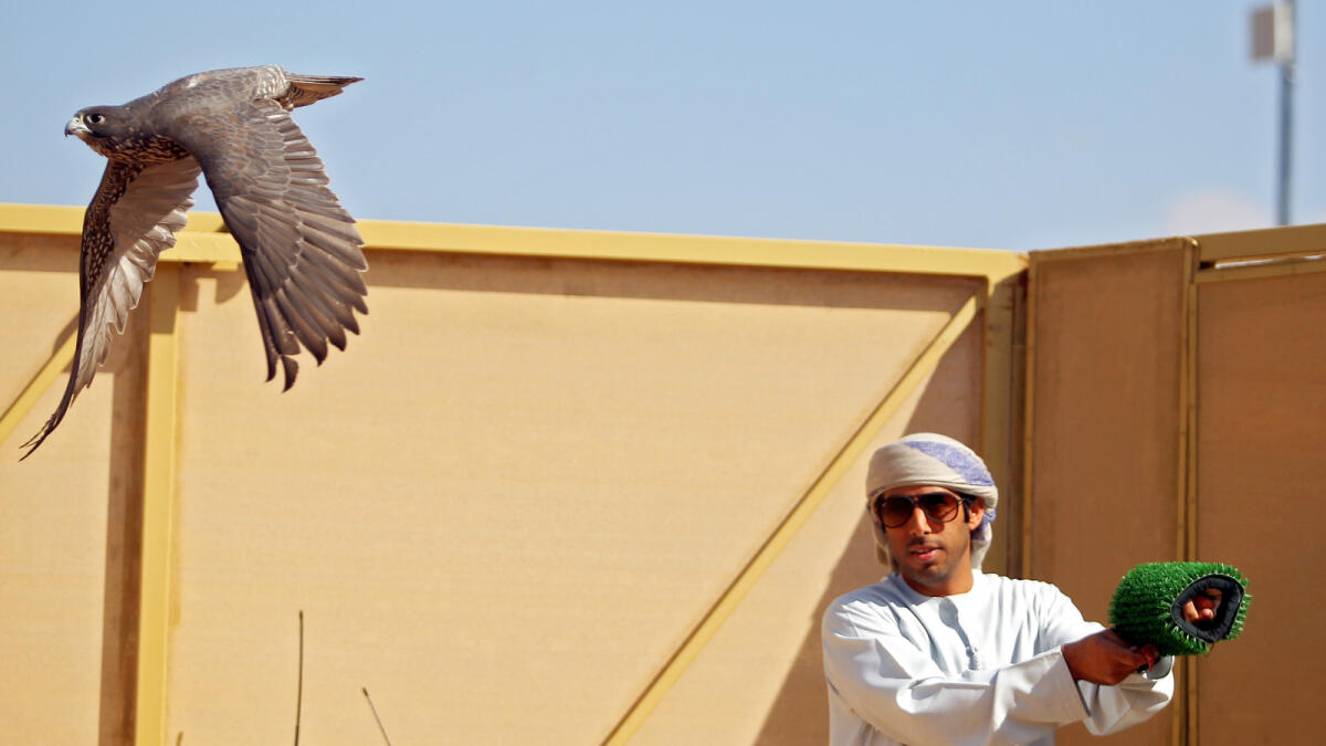 The Fazza Championship for Falconry, which started on January 4, is one of the most popular championships. It is being held in Ruwayyah area, Sheikh Mohammed bin Zayed Road, Dubai. Photo: Rahul Gajjar/Khaleej Times