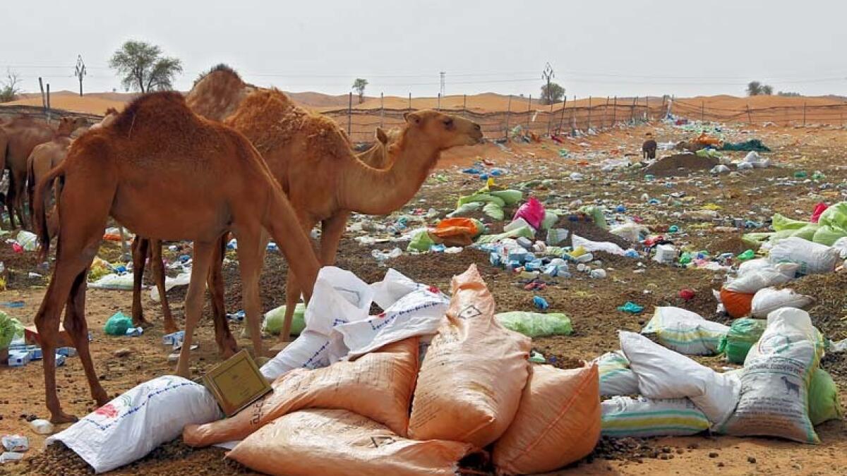 Dont dump waste as you camp in deserts, residents urged