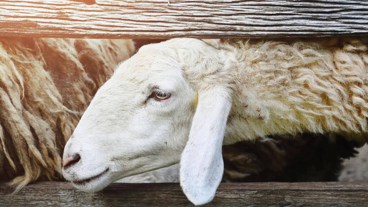 Expat gets 6-month jail, faces deportation for killing sheep in Dubai 