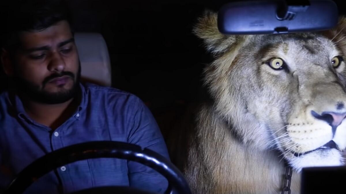 Video: What is a lion doing in Pakistani mans car?