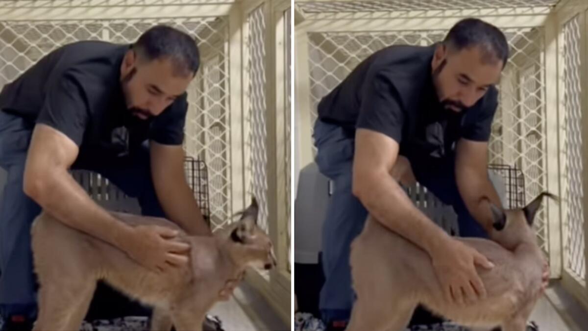 Photo: Owner of RAK Zoo, Jasem Ali, with the caracal after it was found