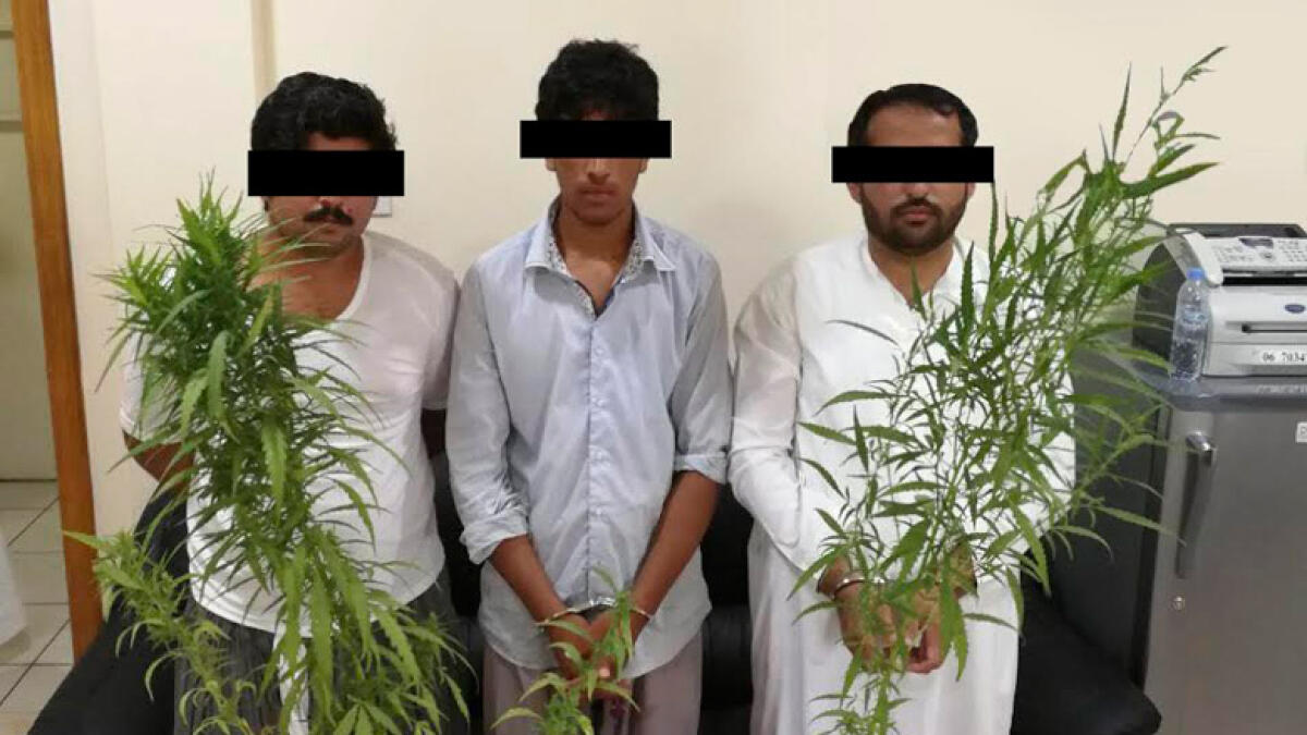 Three arrested for growing marijuana plants in UAE