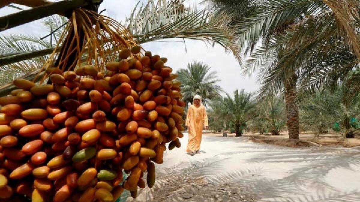The latest statistics showed that the total number of farms in Dubai has reached 2,000.