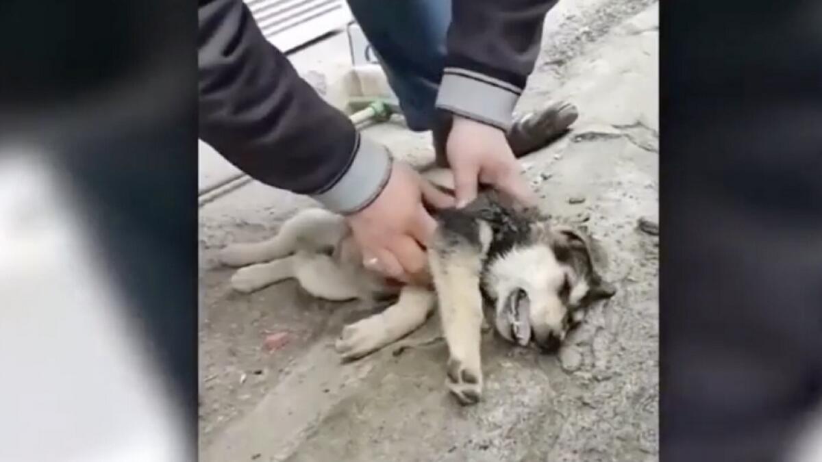 Video: Man uses CPR to revive choking puppy