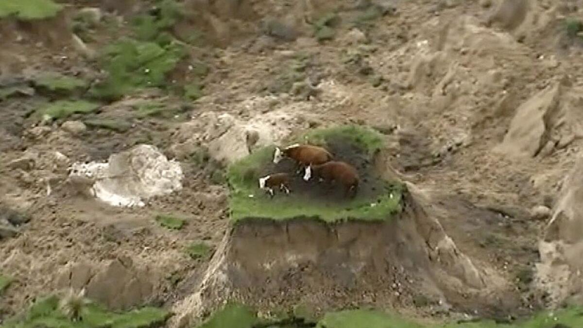 In this image made from video, three cows are stranded on an island of grass in a paddock that had been ripped apart following an earthquake near Kaikoura, New Zealand 