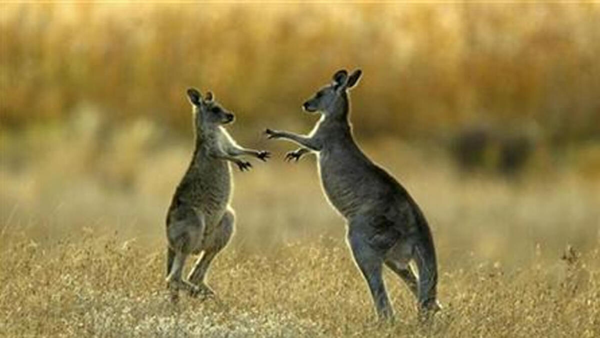 WATCH: Why is Australia killing almost 2000 kangaroos?