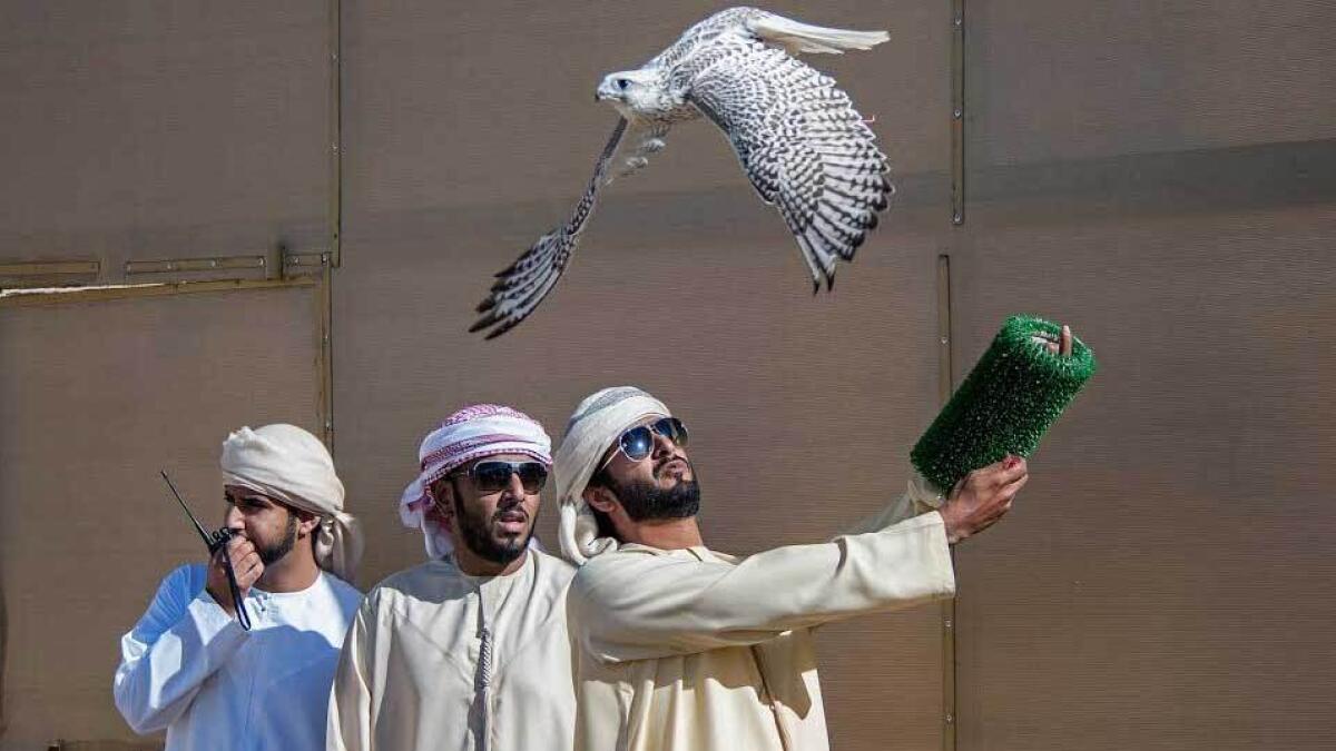 F3 and MRM Falcon teams share honours in National Day Championship for Falconry