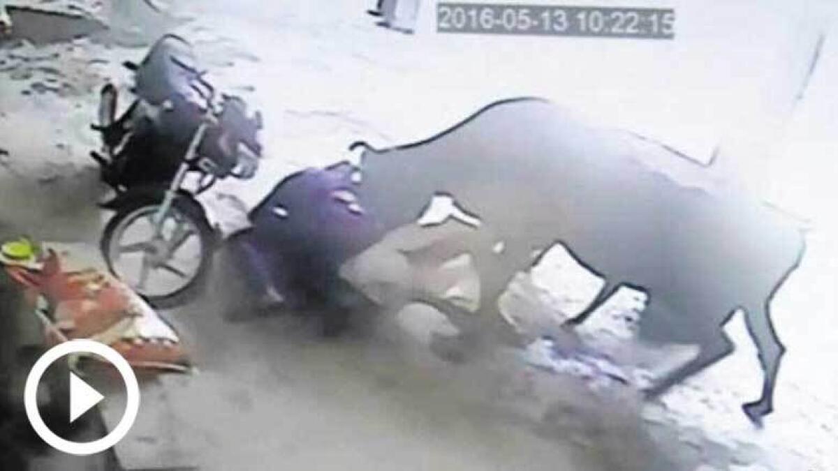 DRAMATIC RESCUE ACT: Cow pounces on men stabbing Indian girl