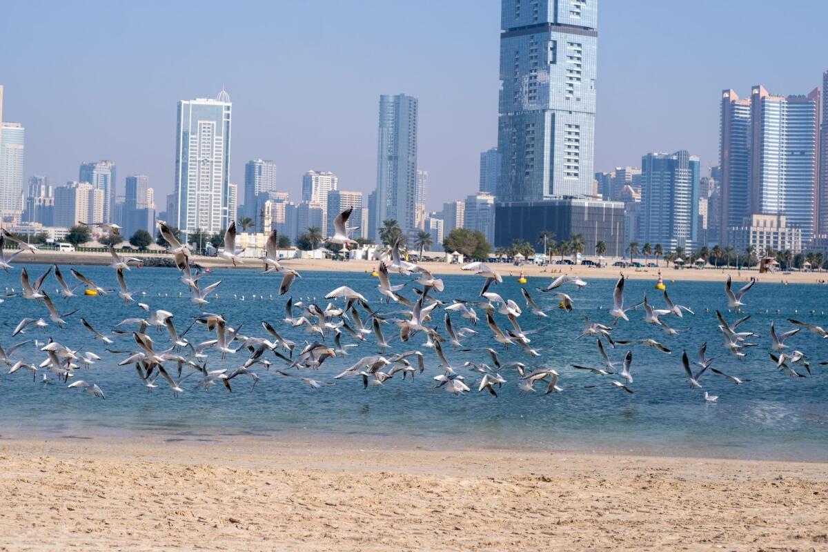 Dubai Mamzar beach. KT Photo: Shihab