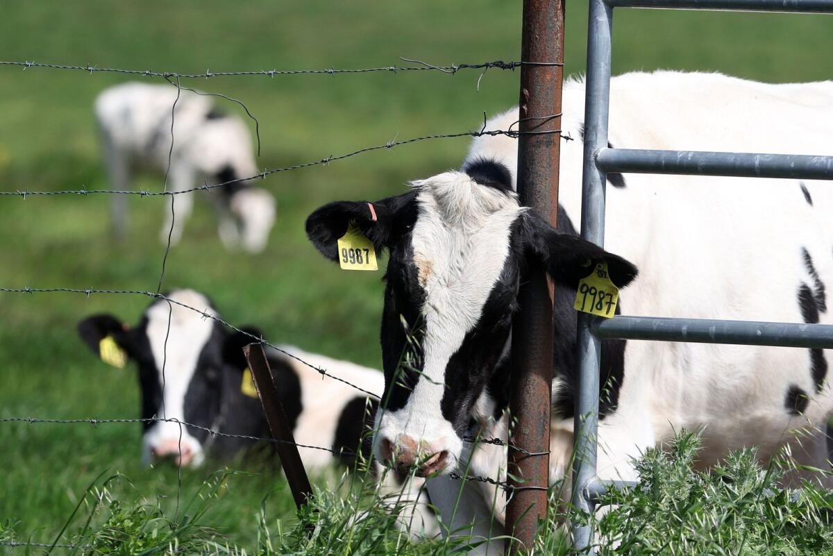 Cows graze in a field at a dairy farm on April 26, 2024 in Petaluma, California. — AFP