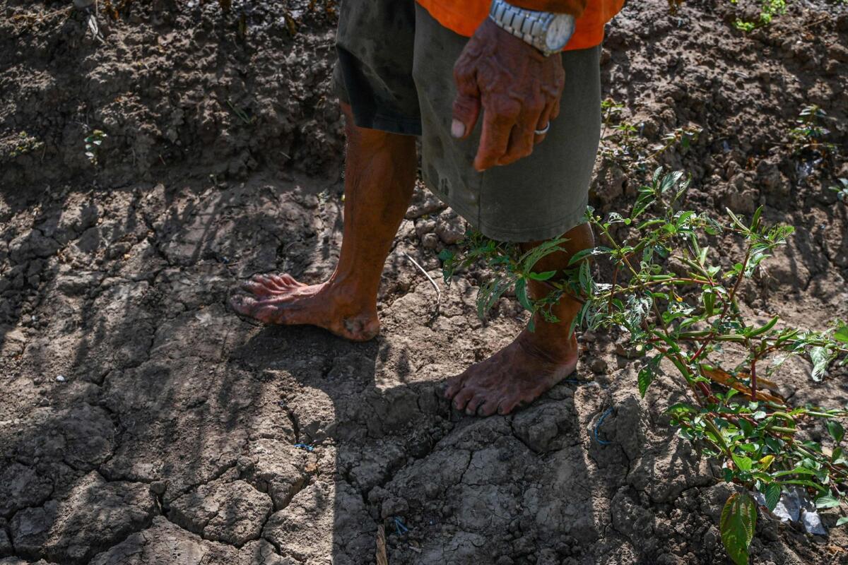 Filipino farmer Daniel Velasco walks along the drought-stricken land at a farm in San Antonio, Nueva Ecija. — AFP