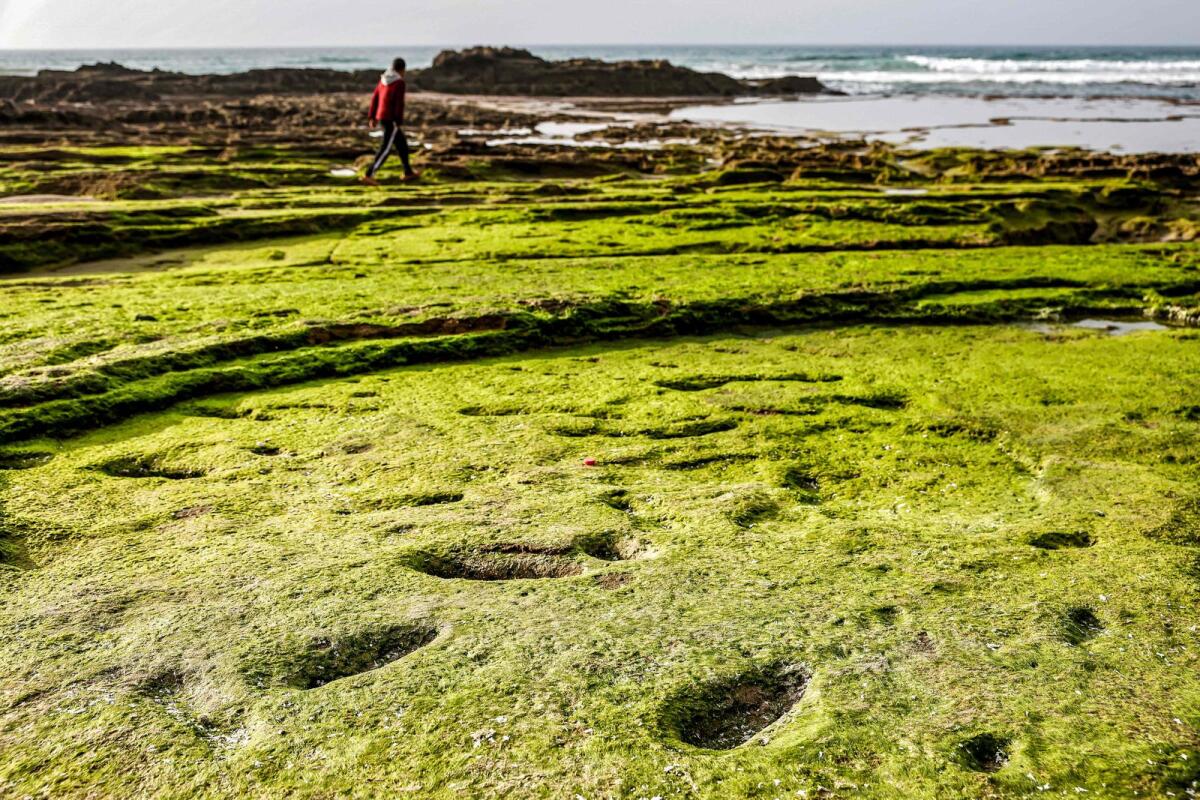 A man walks near ancient footprints, believed to have been left by anatomically modern humans (Homo Sapiens) and to be dating to more than 100,000 years ago, discovered along the coast in the Larache region, about 90 kilometres (55 miles) south of Tangier, in northern Morocco on February 5, 2024. — AFP