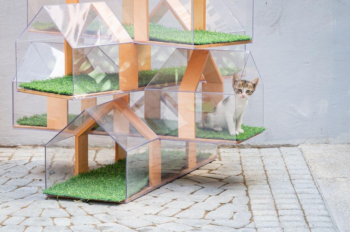 Debbie's kittens play at their cat house
