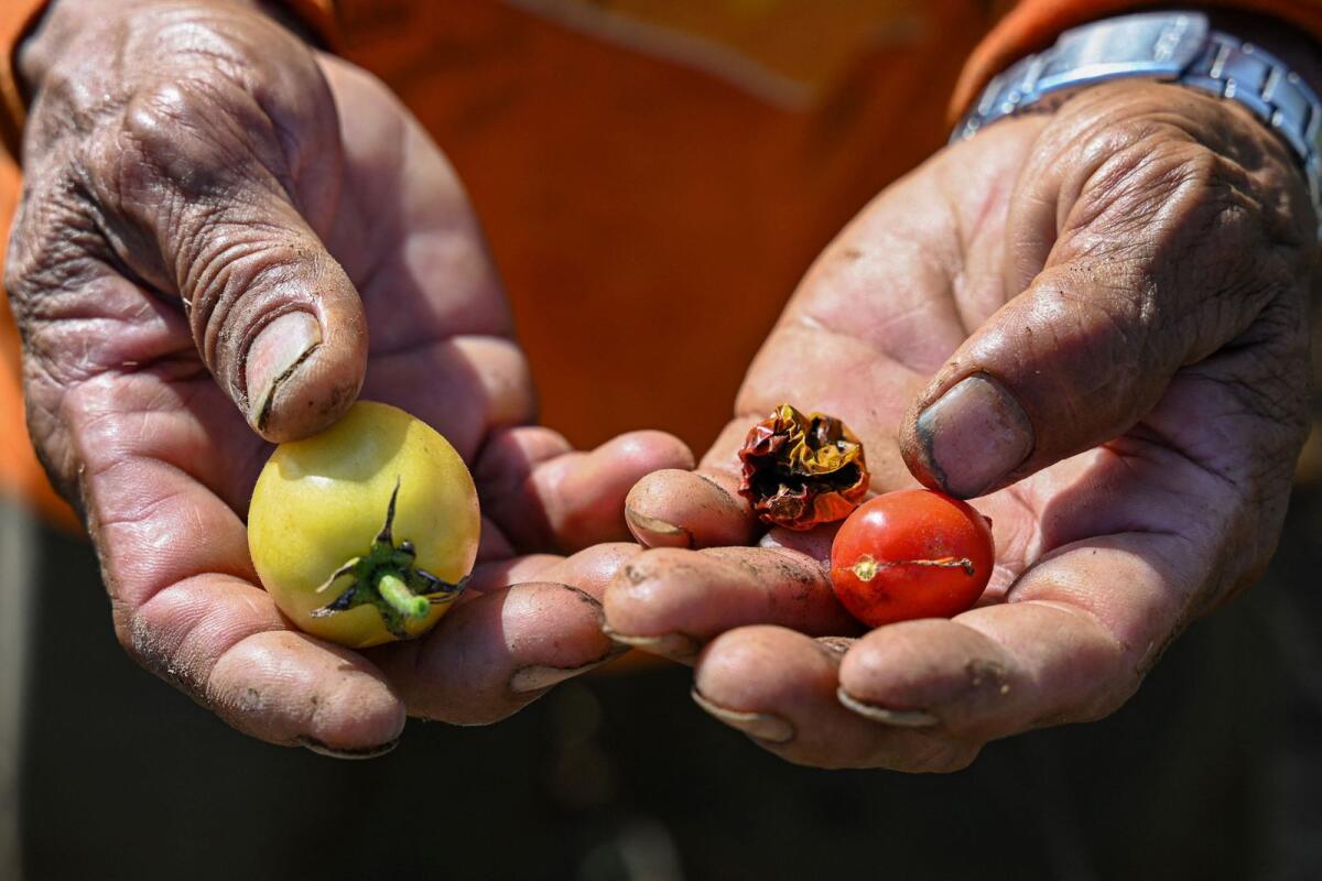 Filipino farmer Daniel Velasco shows tomatoes from the drought-stricken crops at a farm in San Antonio, Nueva Ecija. — AFP