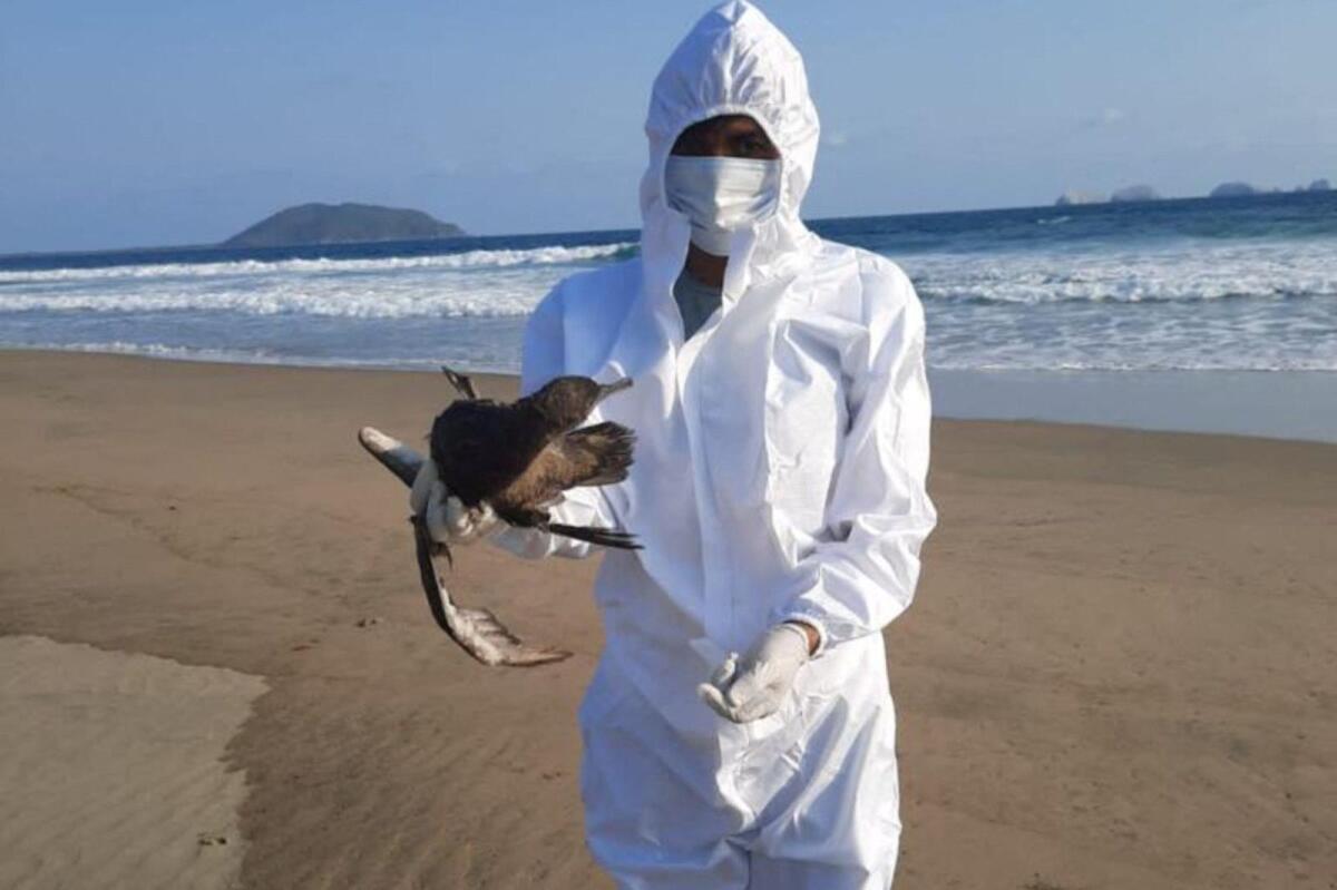 A technician of the National Service of Health, Safety and Agrifood Quality (Senasica) holds a dead bird as the Mexican government says the death of hundreds of birds on the Pacific coast was likely caused by the El Nino climate phenomenon in Mexico on June 15, 2023.  — Reuters