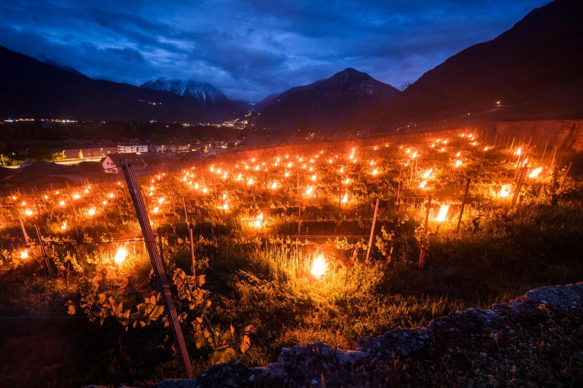 A photograph taken on early April 22, 2024 in Fully, western Switzerland shows burning candles placed in a vineyard to keep the plants warm, part of the fight against the frost destroying the newly emerging buds. — AFP