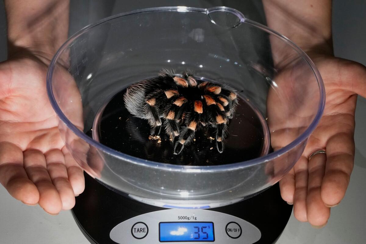 Katie a Mexican Redknee Tarantula is weighed. — AP