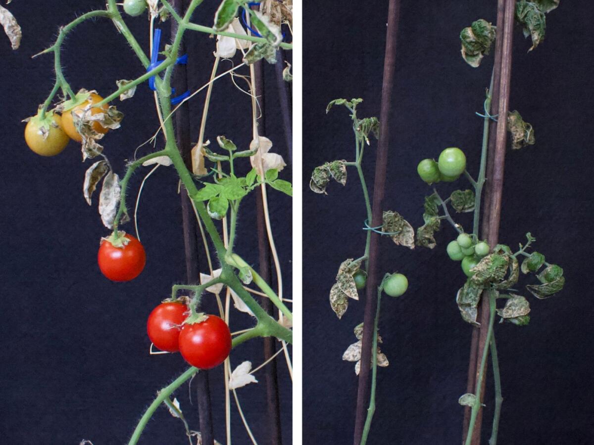 Combination picture shows cherry tomatoes grown in Mars regolith simulant under “intercropping” conditions (left) and “monocropping” conditions (right) at Wageningen University &amp; Research in Wageningen, Netherlands. — Reuters