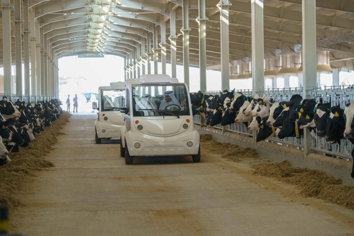 Sharjah Ruler takes a tour of the dairy. Photo: Supplied
