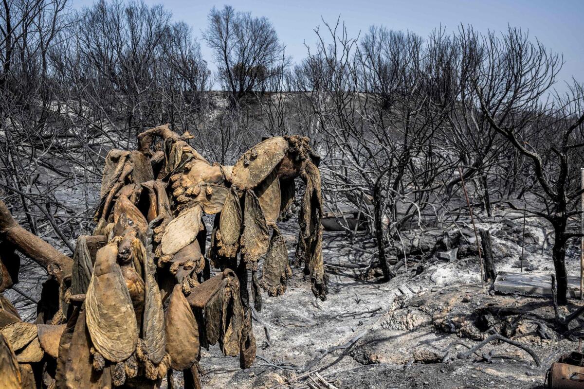 Burnt trees and a cactus plant are pictured close to the village of Gennadi in the southern part of the Greek island of Rhodes on Thursday. — AFP