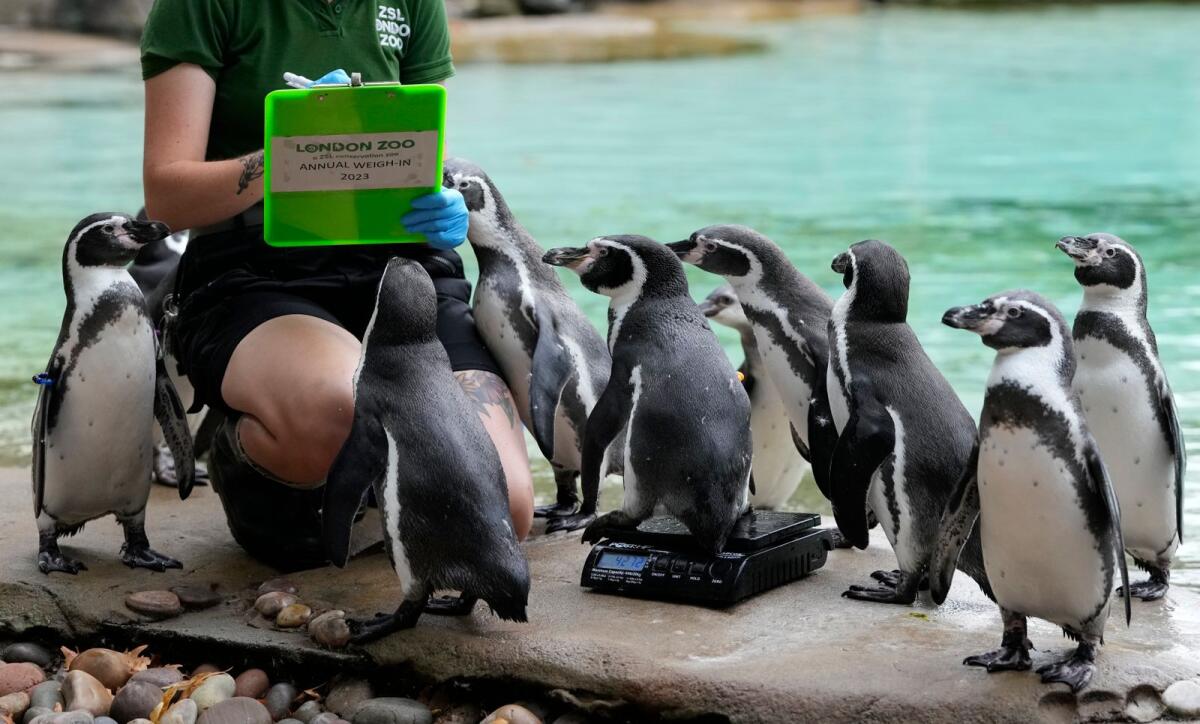 Humboldt penguins queue up to be weighed during London Zoo's Annual Weigh In in London on Thursday. — AP