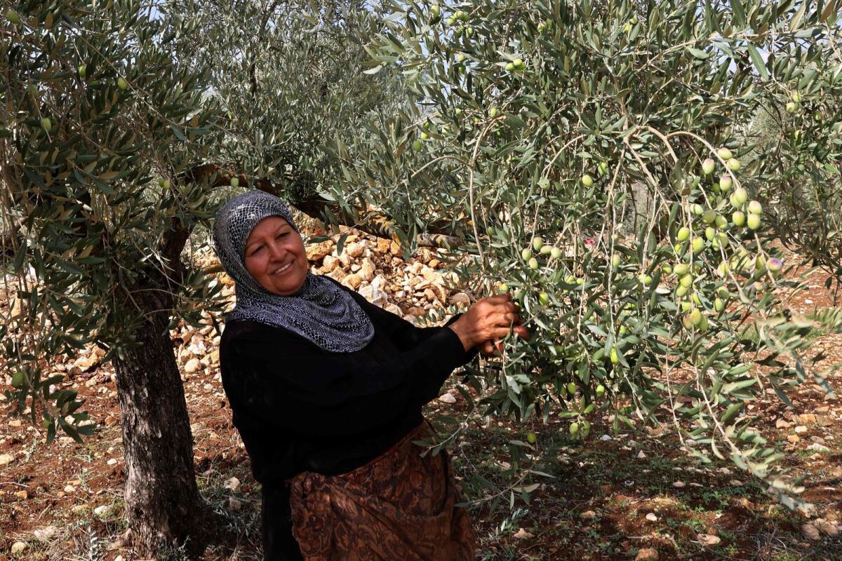 Farmer Mona al-Shaar harvests olives near the southern Lebanese town of Hasbaya near the border with Israel on October 29, 2023.  — AFP