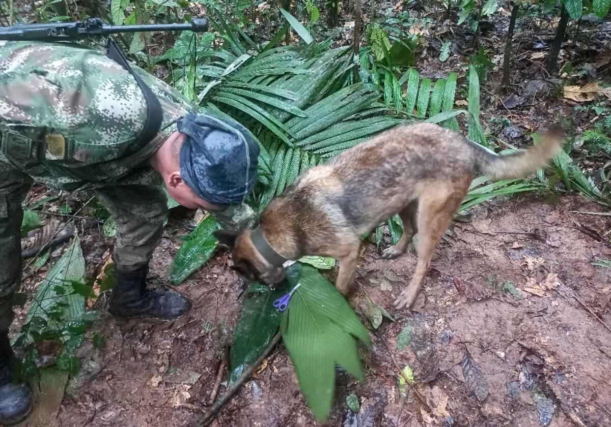A handout picture released by the Colombian army shows a soldier with a dog checking a pair of scissors found in the forest in a rural area of the municipality of Solano, department of Caqueta, Colombia, on Wednesday. More than 100 soldiers with sniffer dogs are following the 'trail' of four missing children in the Colombian Amazon after a small plane crash that killed three adults, the military said on Wednesday. Photo: AFP