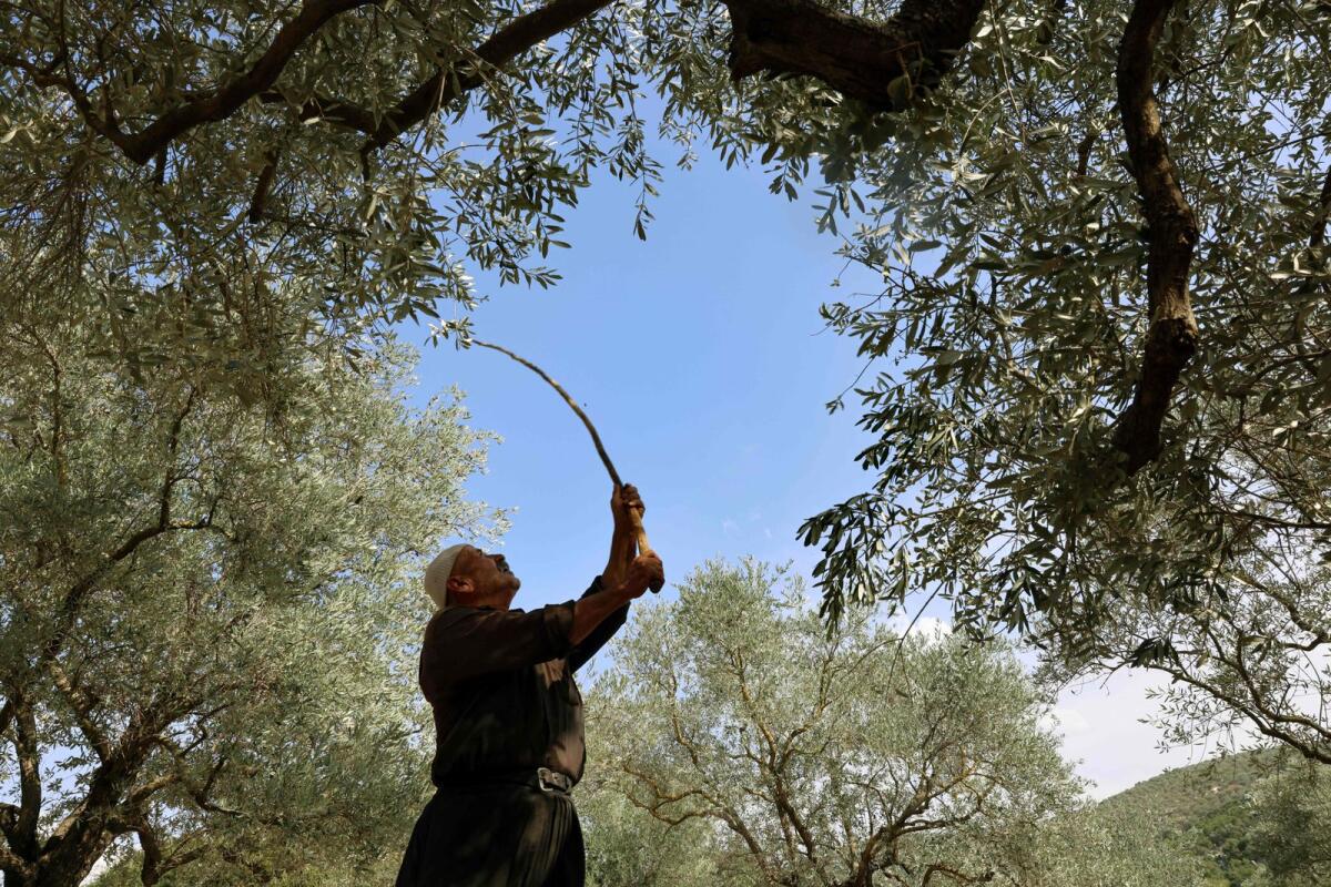 Farmer Hussein Shaheen harvests olives near the southern Lebanese town of Hasbaya near the border with Israel on October 29, 2023. — AFP