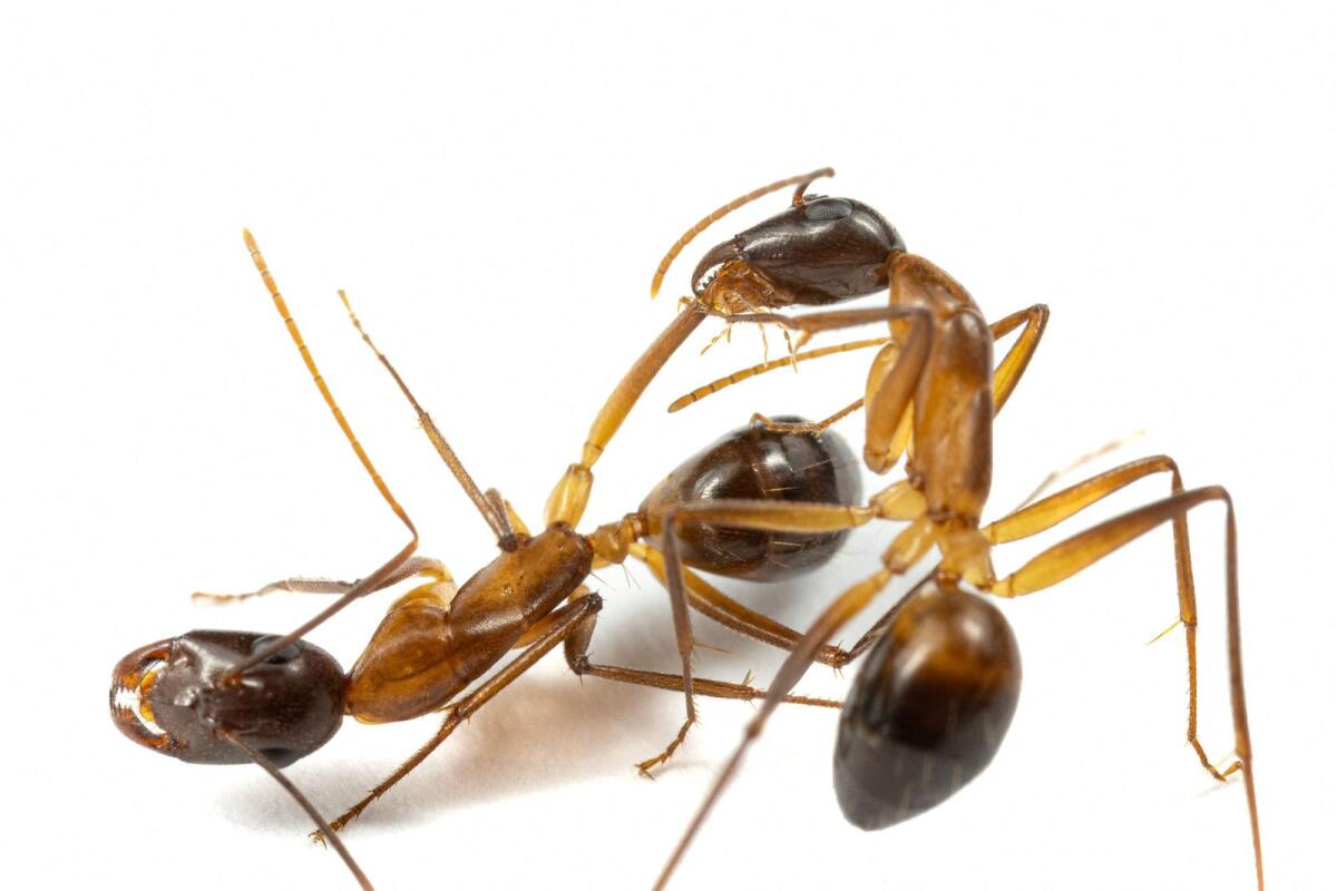 Two carpenter ants are seen in a laboratory at the University of Lausanne in Switzerland. — Reuters