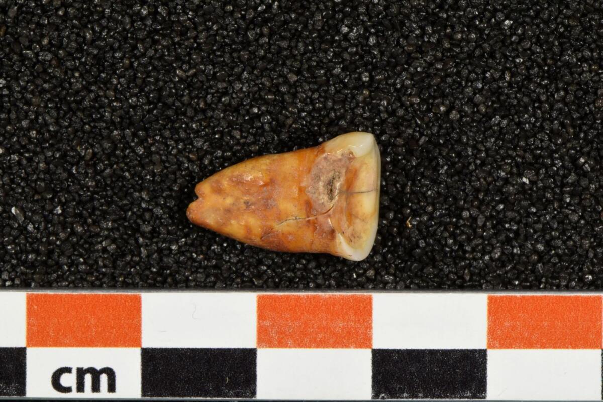 A human tooth discovered at Taforalt Cave in Morocco in an undated photograph. — reuters