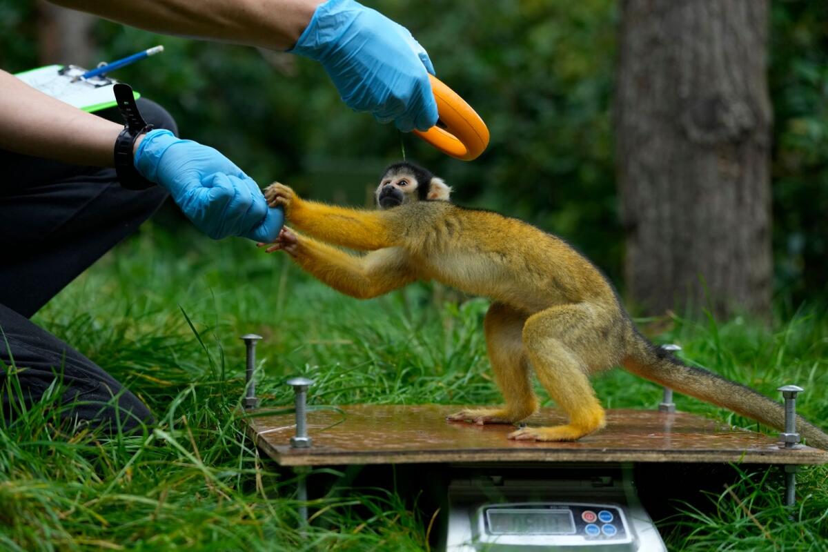 A Squirrel monkey is weighed and has their microchip scanned during London Zoo's Annual Weigh In on Thursday. — AP