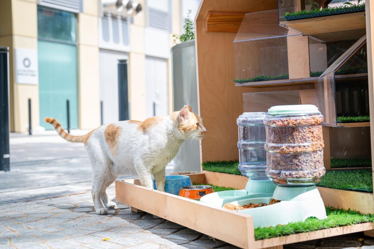 George the cat enjoys some lunch at his cat house in Expo City Dubai on Wednesday. Photos: Neeraj Murali.