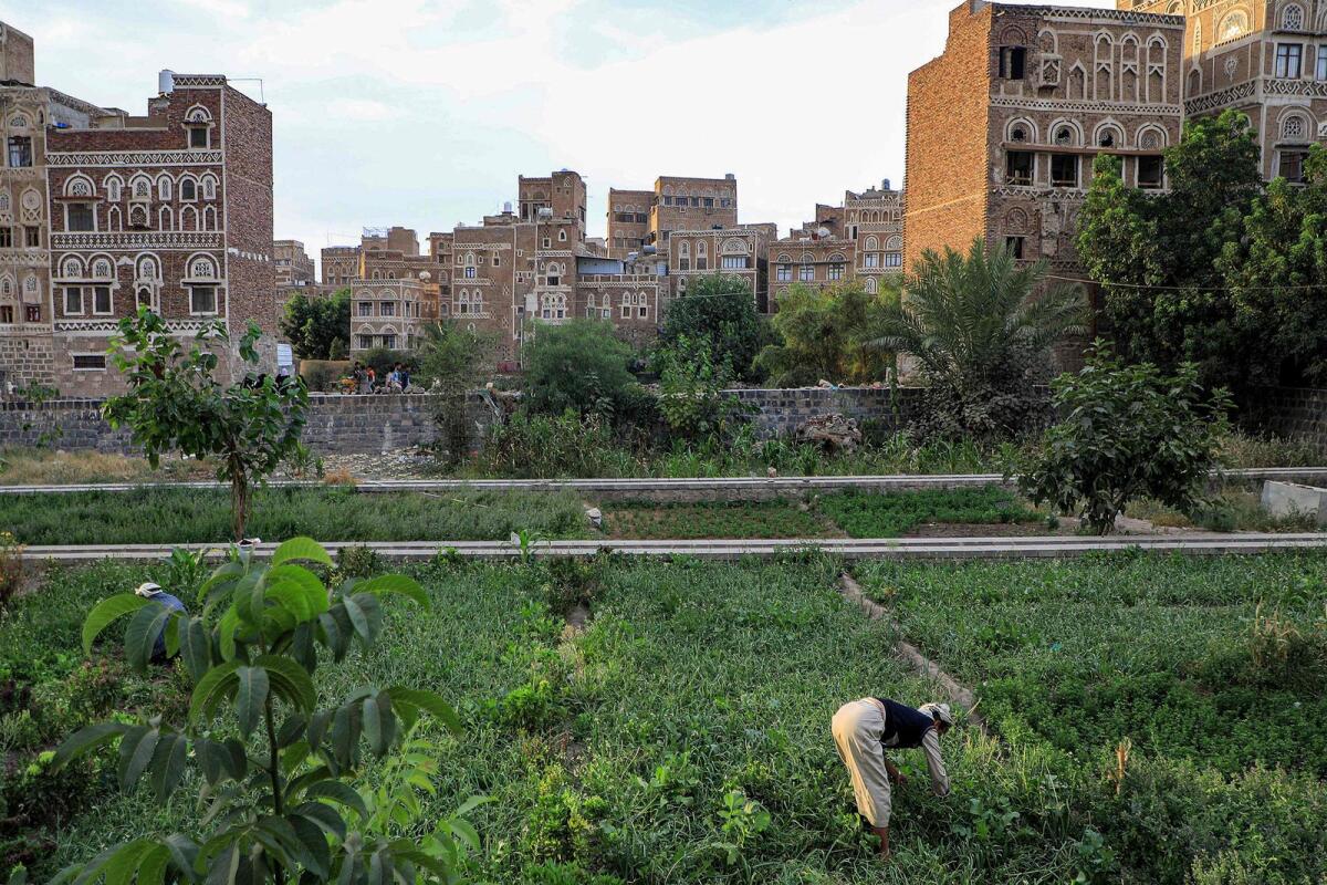 A man works a field next to Unesco-listed buildings in the old city of the Yemeni capital Sanaa on July 12, 2023. — AFP