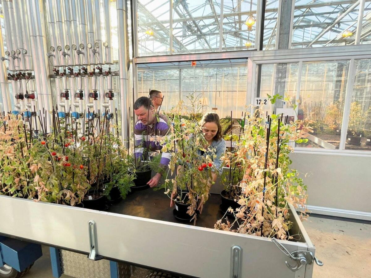 Researchers Wieger Wamelink and Rebeca Goncalves harvest tomatoes, carrots and peas that were grown in Mars regolith simulant, as well as sand and organic Earth soil at Wageningen University &amp; Research in Wageningen, Netherlands. — Reuters