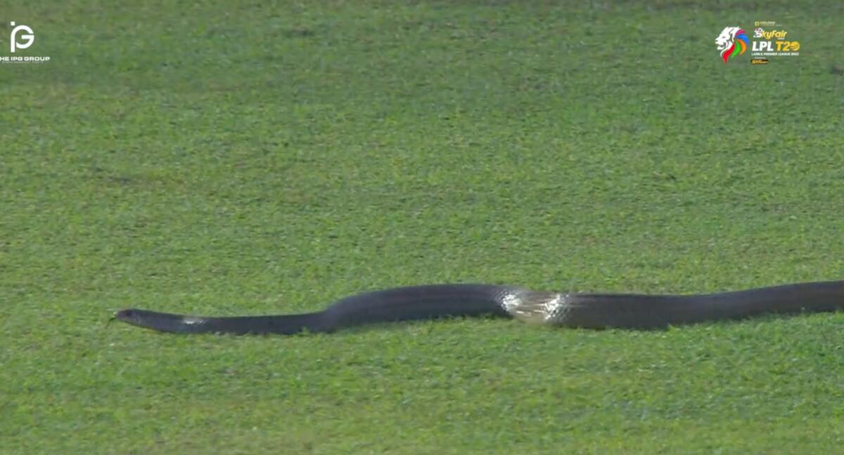 The match was halted for a few minutes after the snake entered the ground. — Twitter