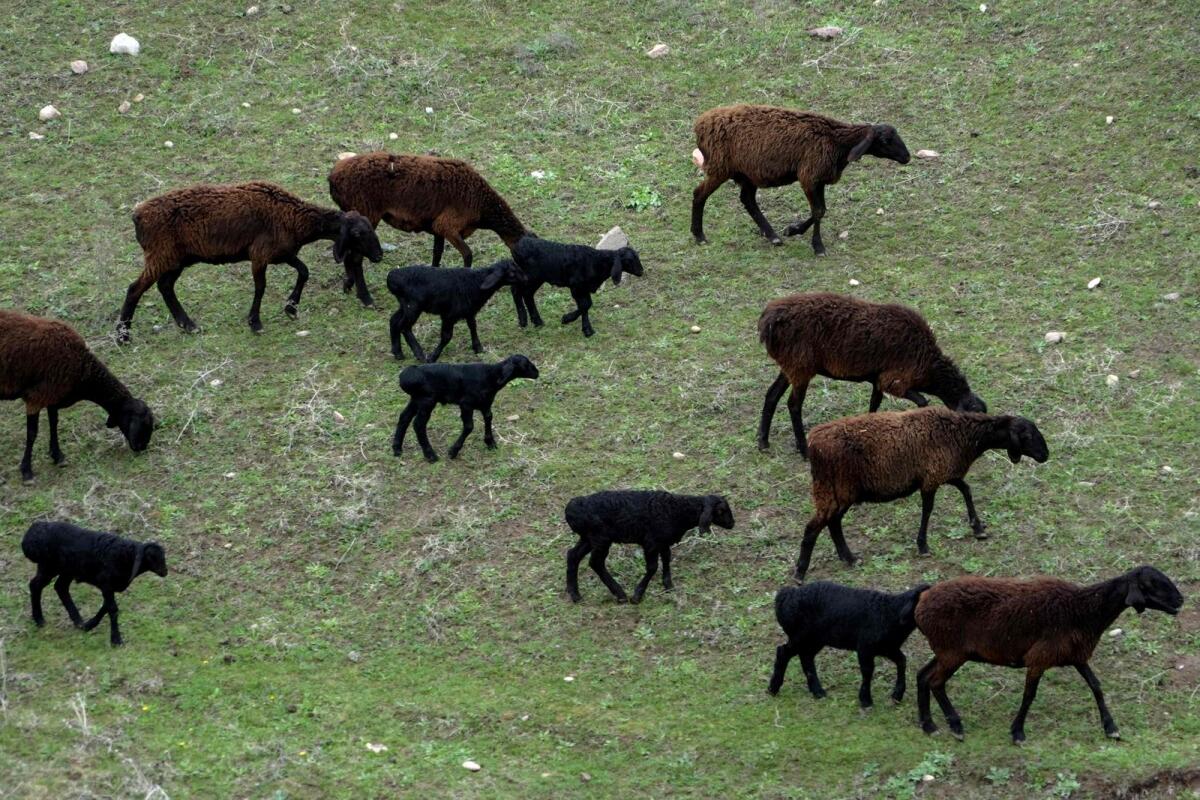 Hissar sheep graze in a field near the town of Hissar, western Tajikistan on March 27, 2024.  — AFP