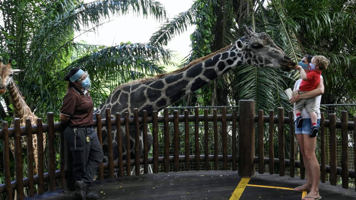 A child carried by the mother feeds the giraffe in an enclosure at the Singapore Zoo in Singapore on its first day of reopening to the public after the attraction was temporarily closed due to concerns about the Covid-19 novel coronavirus. Photo: AFP